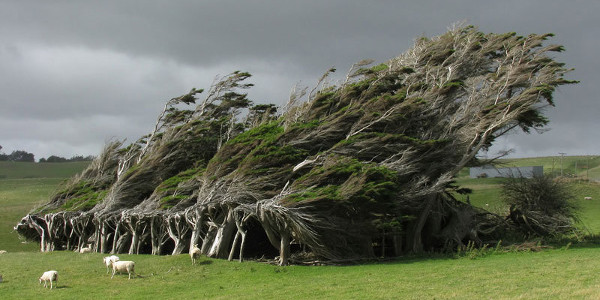 alberi-vento