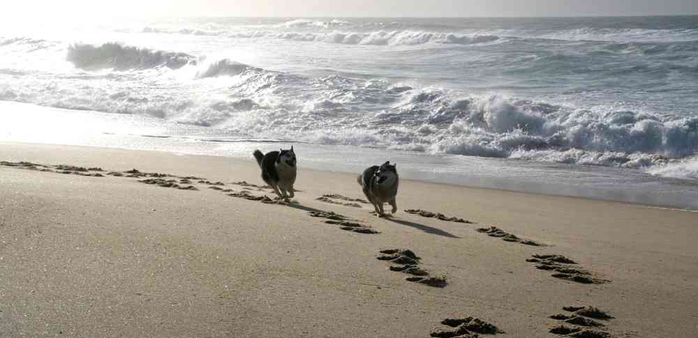 cani-sulla-spiaggia-1