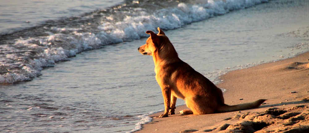 cani-sulla-spiaggia-2