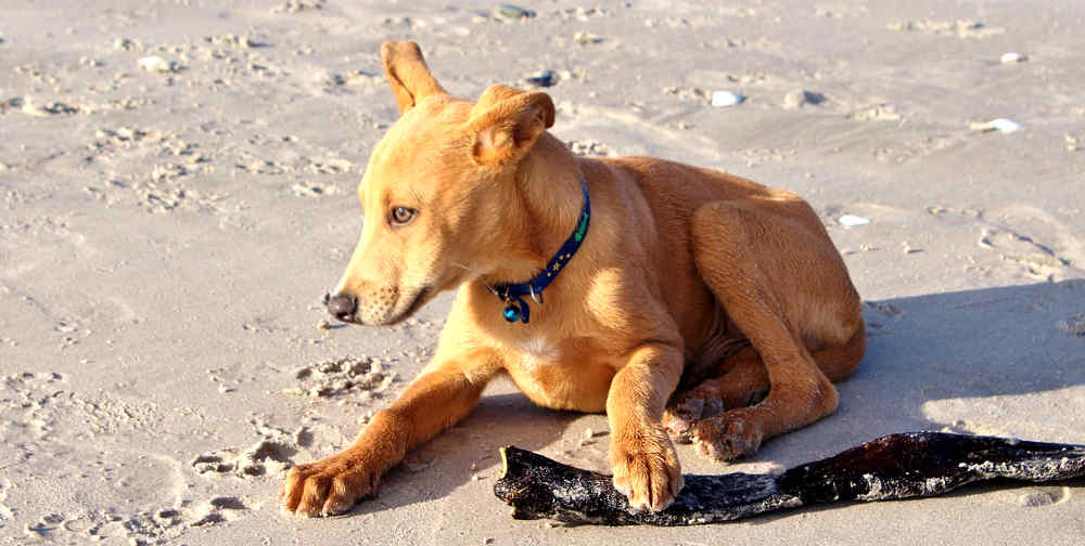 cani-sulla-spiaggia-3