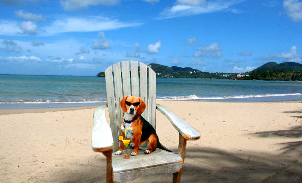 cani-sulla-spiaggia-4