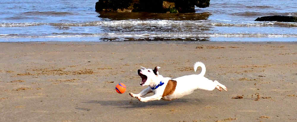 cani-sulla-spiaggia-6