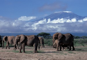 kenya-natale-elefanti