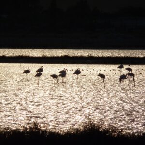 cagliari-flamingos-1226088_1280