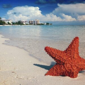 bahamas-starfish-1122849_1280