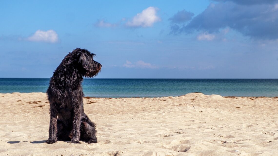 Le Spiagge Italiane Dove i Cani Sono Ammessi