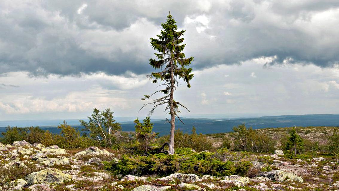 Svezia – Tjikko, l’albero più vecchio del mondo ha 9500 anni!